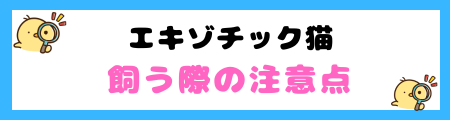 【初心者必見】エキゾチック猫の特徴と飼い方を徹底解説