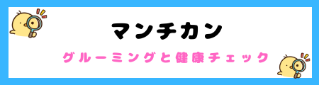 【初心者必見】マンチカンの特徴と飼い方を徹底解説