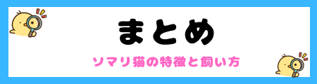 【初心者必見】ソマリ猫の特徴と飼い方を徹底解説