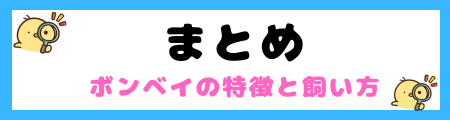 【初心者必見】ボンベイ猫の特徴と飼い方を徹底解説