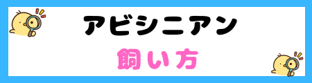 【初心者必見】アビシニアン猫の特徴と飼い方を徹底解説