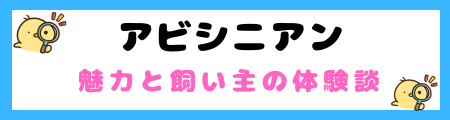 【初心者必見】アビシニアン猫の特徴と飼い方を徹底解説