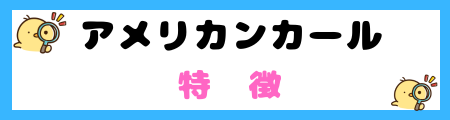 【初心者必見】アメリカンカール猫の特徴と飼い方を徹底解説！
