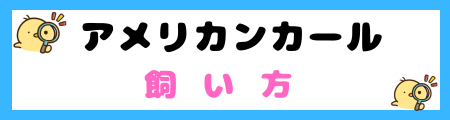 【初心者必見】アメリカンカール猫の特徴と飼い方を徹底解説！