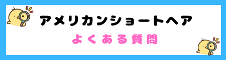 【初心者必見】アメリカンショートヘアの特徴と飼い方を徹底解説