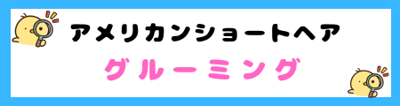 【初心者必見】アメリカンショートヘアの特徴と飼い方を徹底解説