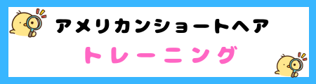 【初心者必見】アメリカンショートヘアの特徴と飼い方を徹底解説