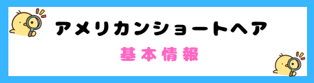 【初心者必見】アメリカンショートヘアの特徴と飼い方を徹底解説