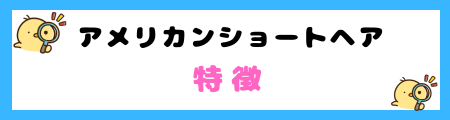 【初心者必見】アメリカンショートヘアの特徴と飼い方を徹底解説