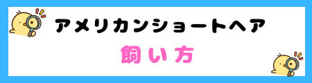 【初心者必見】アメリカンショートヘアの特徴と飼い方を徹底解説