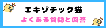 【初心者必見】エキゾチック猫の特徴と飼い方を徹底解説