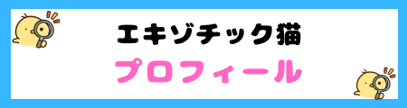 【初心者必見】エキゾチック猫の特徴と飼い方を徹底解説