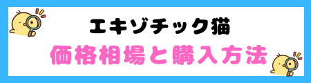 【初心者必見】エキゾチック猫の特徴と飼い方を徹底解説