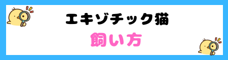 【初心者必見】エキゾチック猫の特徴と飼い方を徹底解説