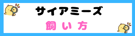 【初心者必見】サイアミーズ猫の特徴と飼い方を徹底解説