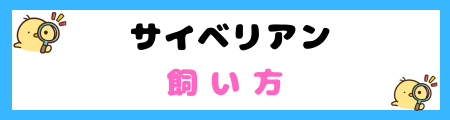 【初心者必見】サイベリアンの特徴と飼い方を徹底解説