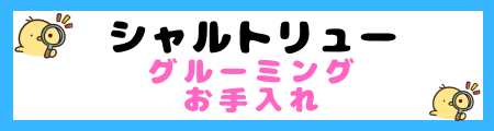 【初心者必見】シャルトリュー猫の特徴と飼い方を徹底解説