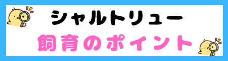 【初心者必見】シャルトリュー猫の特徴と飼い方を徹底解説