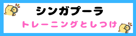 【初心者必見】シンガプーラ猫の特徴と飼い方を徹底解説