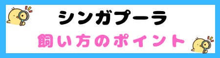 【初心者必見】シンガプーラ猫の特徴と飼い方を徹底解説