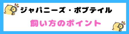 【初心者必見】ジャパニーズ・ボブテイルの特徴と飼い方を徹底解説