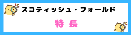 スコティッシュ・フォールドってどんな猫？特徴と飼い方のポイント