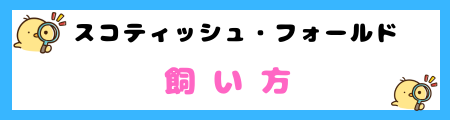 スコティッシュ・フォールドってどんな猫？特徴と飼い方のポイント