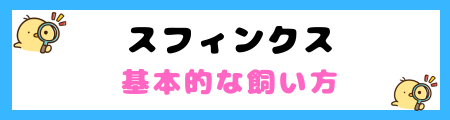 【初心者必見】スフィンクスの特徴と飼い方を徹底解説