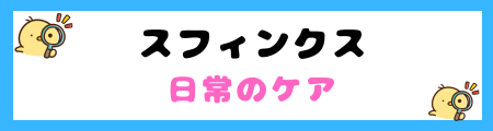 【初心者必見】スフィンクスの特徴と飼い方を徹底解説