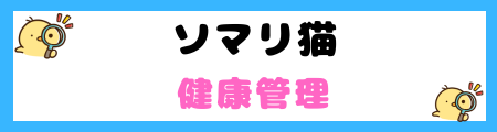 【初心者必見】ソマリ猫の特徴と飼い方を徹底解説