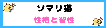 【初心者必見】ソマリ猫の特徴と飼い方を徹底解説
