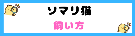 【初心者必見】ソマリ猫の特徴と飼い方を徹底解説