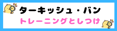 【初心者必見】ターキッシュ・バンの特徴と飼い方を徹底解説