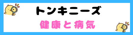 【初心者必見】トンキニーズ猫の特徴と飼い方を徹底解説