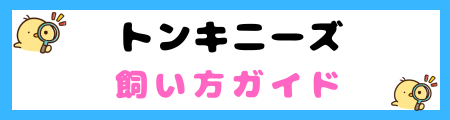 【初心者必見】トンキニーズ猫の特徴と飼い方を徹底解説
