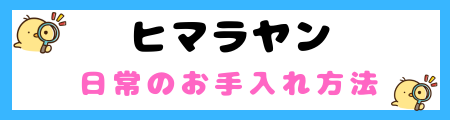 【初心者必見】ヒマラヤン猫の特徴と飼い方を徹底解説