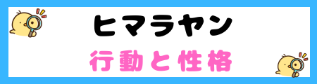 【初心者必見】ヒマラヤン猫の特徴と飼い方を徹底解説