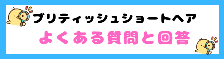 【初心者必見】ブリティッシュショートヘアの特徴と飼い方を徹底解説