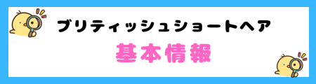 【初心者必見】ブリティッシュショートヘアの特徴と飼い方を徹底解説