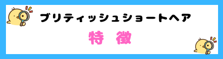 【初心者必見】ブリティッシュショートヘアの特徴と飼い方を徹底解説