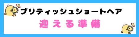 【初心者必見】ブリティッシュショートヘアの特徴と飼い方を徹底解説