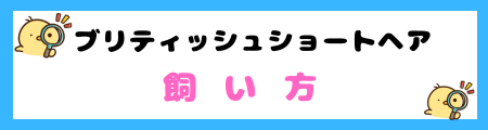【初心者必見】ブリティッシュショートヘアの特徴と飼い方を徹底解説