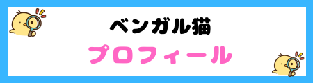 【初心者必見】ベンガルの特徴と飼い方を徹底解説