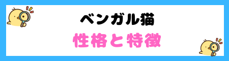 【初心者必見】ベンガルの特徴と飼い方を徹底解説