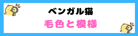 【初心者必見】ベンガルの特徴と飼い方を徹底解説