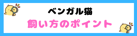 【初心者必見】ベンガルの特徴と飼い方を徹底解説