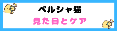 【初心者必見】ペルシャ猫の特徴と飼い方を徹底解説