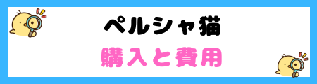 【初心者必見】ペルシャ猫の特徴と飼い方を徹底解説