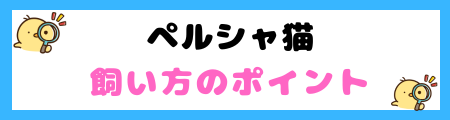 【初心者必見】ペルシャ猫の特徴と飼い方を徹底解説
