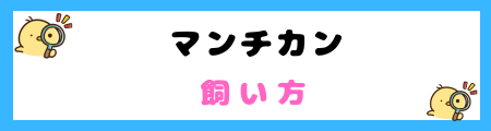 【初心者必見】マンチカンの特徴と飼い方を徹底解説